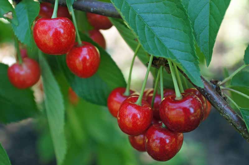 Cerca de cerezas dulces maduras y rojas (Prunus avium) que crecen en un árbol.  Cerrar vista.