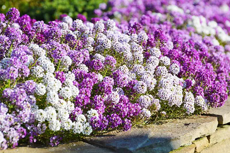 Flores de alyssum alternas de color púrpura y blanco que crean un borde en una cama de jardín.
