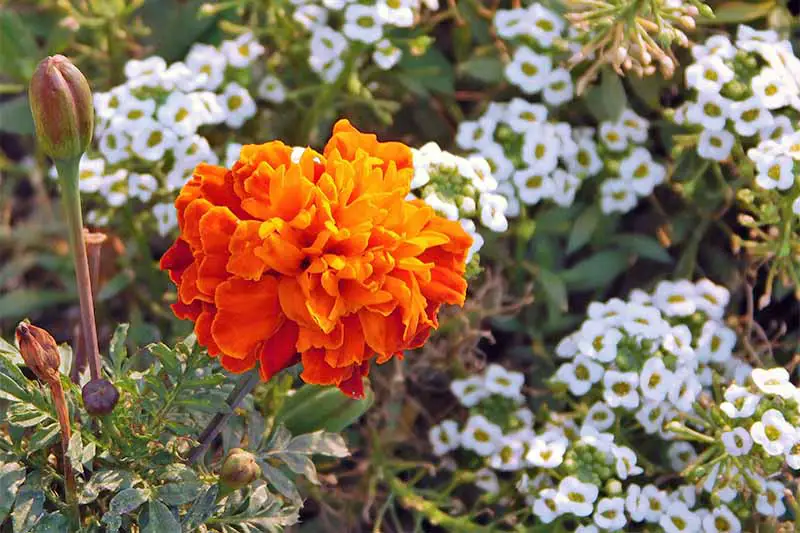 Primer plano de una gran flor de caléndula naranja, con alyssum dulce blanco creciendo en el fondo.