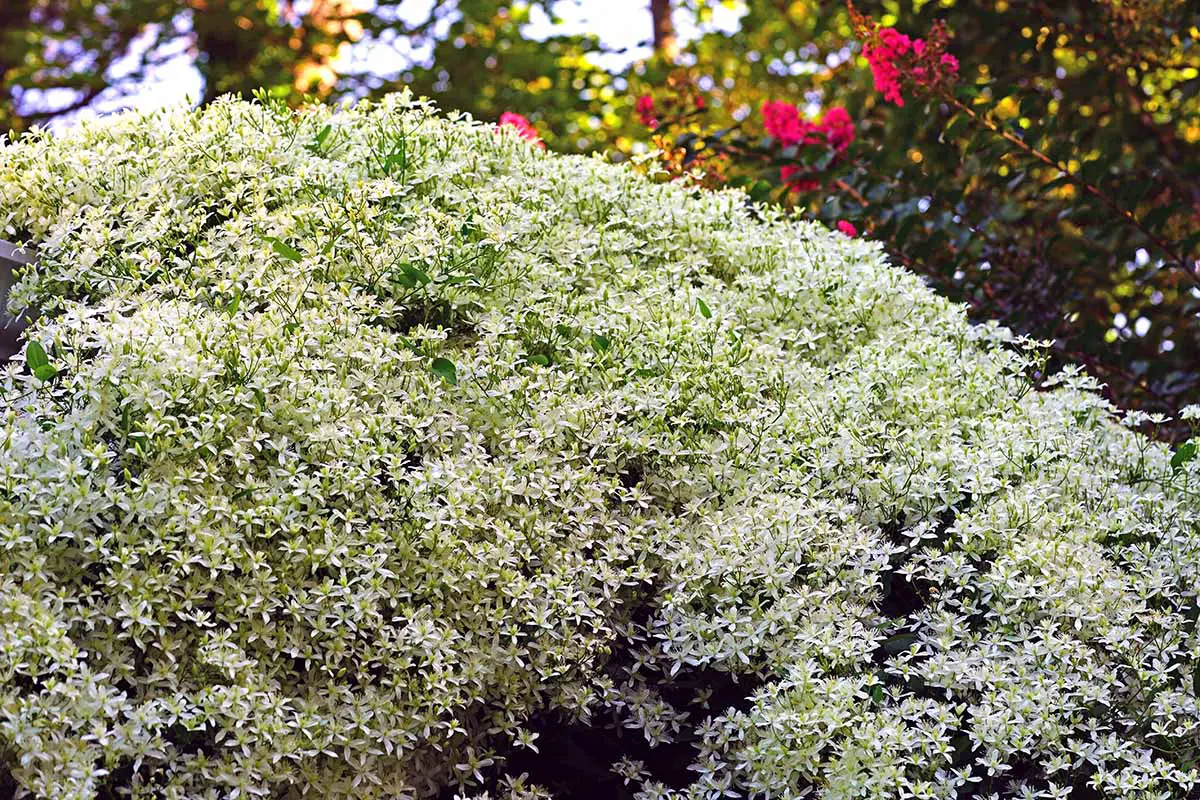 Una imagen horizontal de una gran vid de clematis 'Sweet Autumn' que crece en el jardín representada en un fondo de enfoque suave.