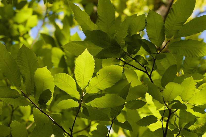 Una imagen horizontal de primer plano del follaje de un castaño europeo fotografiado con luz solar filtrada.