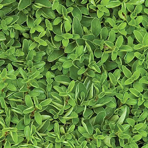 Un primer plano de mejorana dulce que crece en el jardín, con hojas pequeñas de color verde claro.