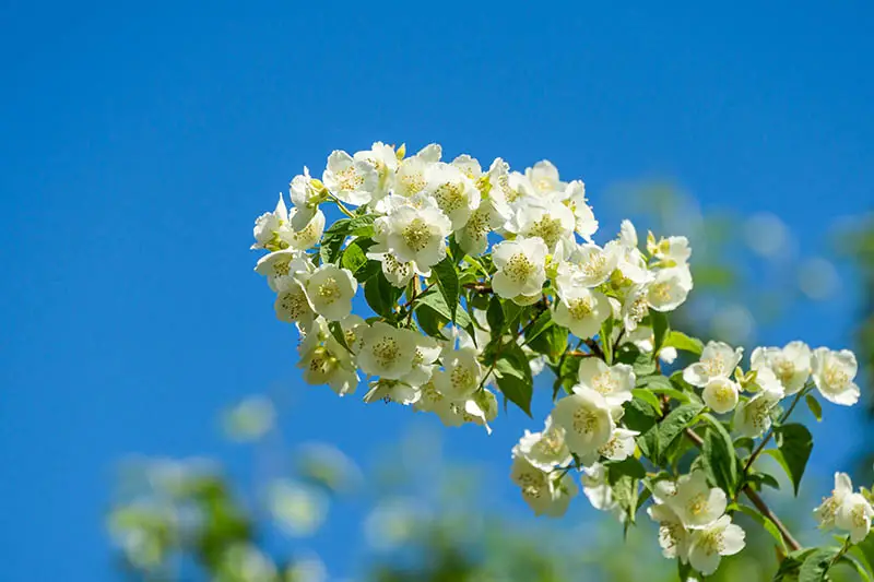 Una imagen horizontal de primer plano de las flores blancas de primavera del arbusto naranja simulado, representada en un fondo de cielo azul.