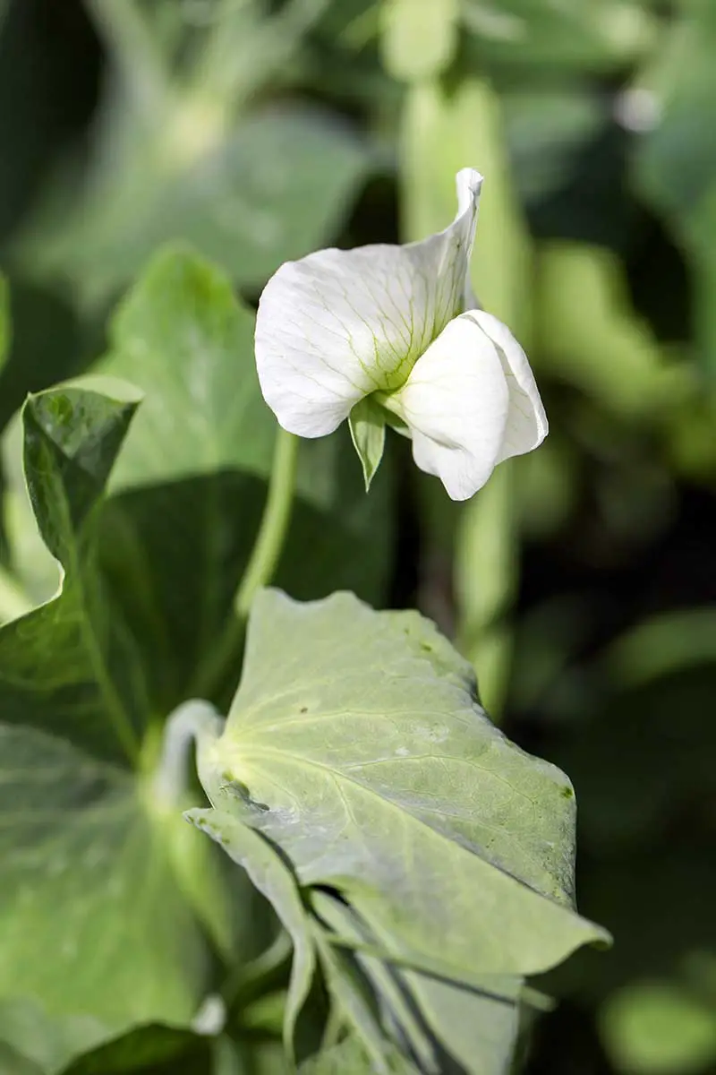 Una imagen vertical de una flor de guisante blanco representada en un fondo de enfoque suave.