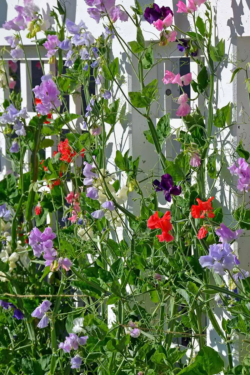 Una imagen vertical de cerca de coloridas flores de guisantes de olor que crecen en un enrejado.