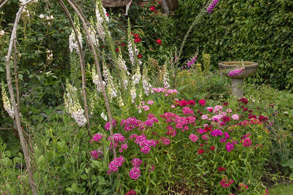 Una imagen horizontal de dulces williams y foxgloves creciendo en un jardín de cabañas con cobertura y un bebedero para pájaros en el fondo.