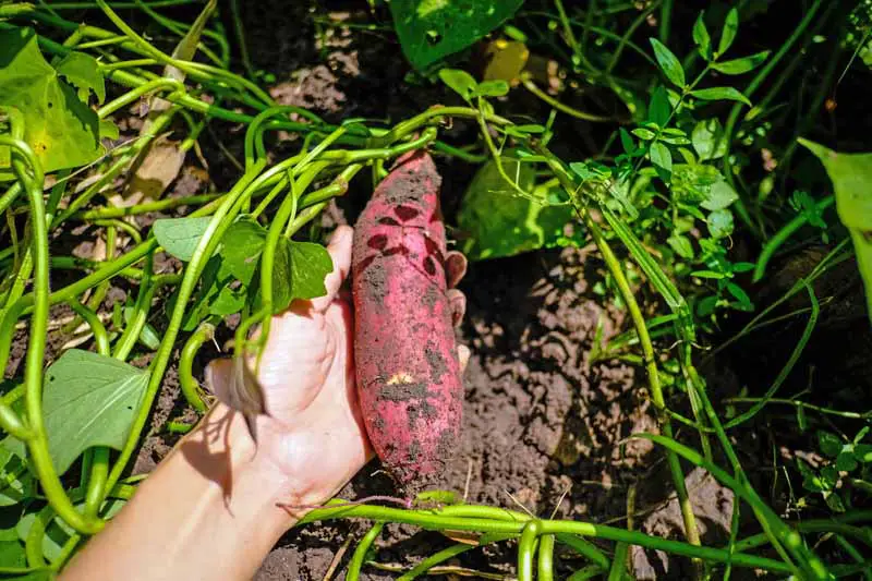 Una mano humana sostiene una batata recién extraída del suelo del jardín.