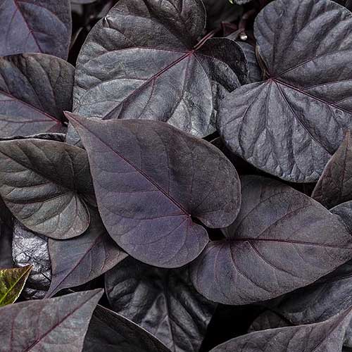 Una imagen cuadrada de primer plano del follaje púrpura oscuro de Ipomoea batatas 'Sweetheart Jet Black' que crece en el jardín.