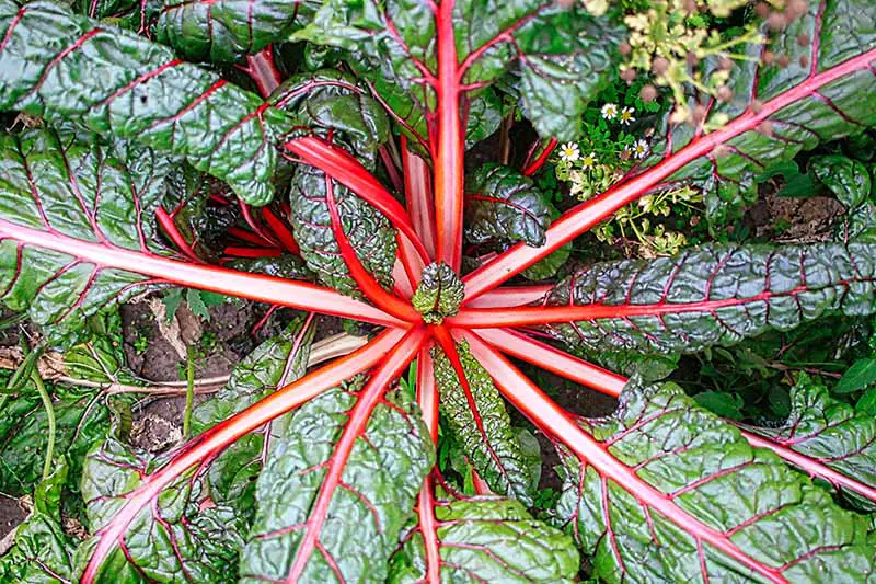 Una imagen horizontal de primer plano de una vista de arriba hacia abajo de una planta de acelgas con tallos de color rojo brillante y hojas de color verde oscuro.