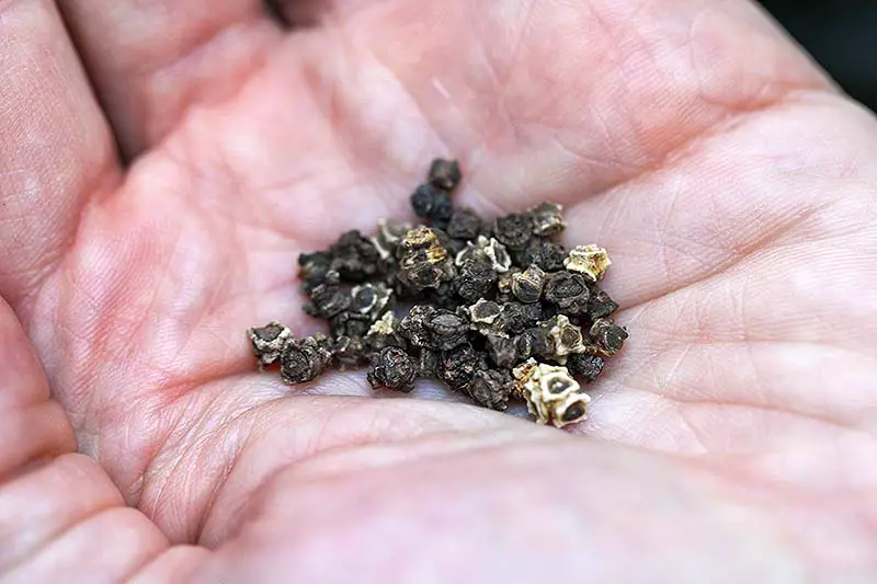 Una imagen horizontal de primer plano de un puñado de semillas de acelgas, representada en un fondo de enfoque suave.