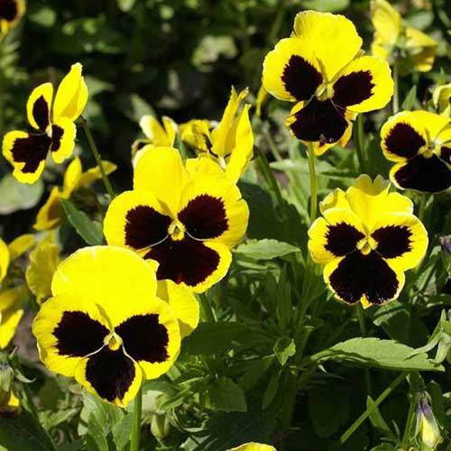 Un primer plano de las flores amarillas y violetas oscuras de la viola Swiss Giants 'Rhinegold' que crece en el jardín bajo el sol brillante con follaje en un enfoque suave en el fondo.
