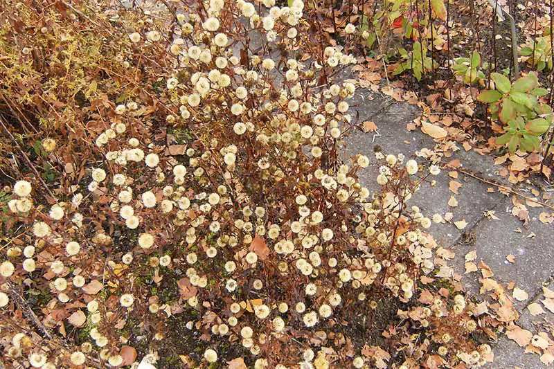 Una imagen horizontal de primer plano de flores tupidas de aster (Symphyotrichum dumosum) que crecen en masa en el jardín.