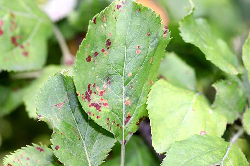 Una imagen horizontal de primer plano del follaje que muestra síntomas de sarna de manzana.