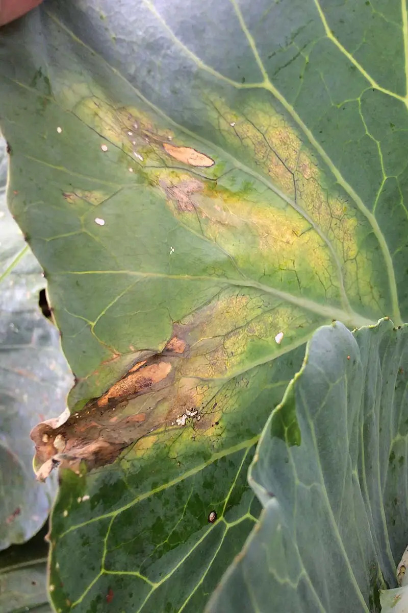 Una imagen vertical de cerca de los síntomas de la podredumbre negra en el follaje de una planta de Brassica.
