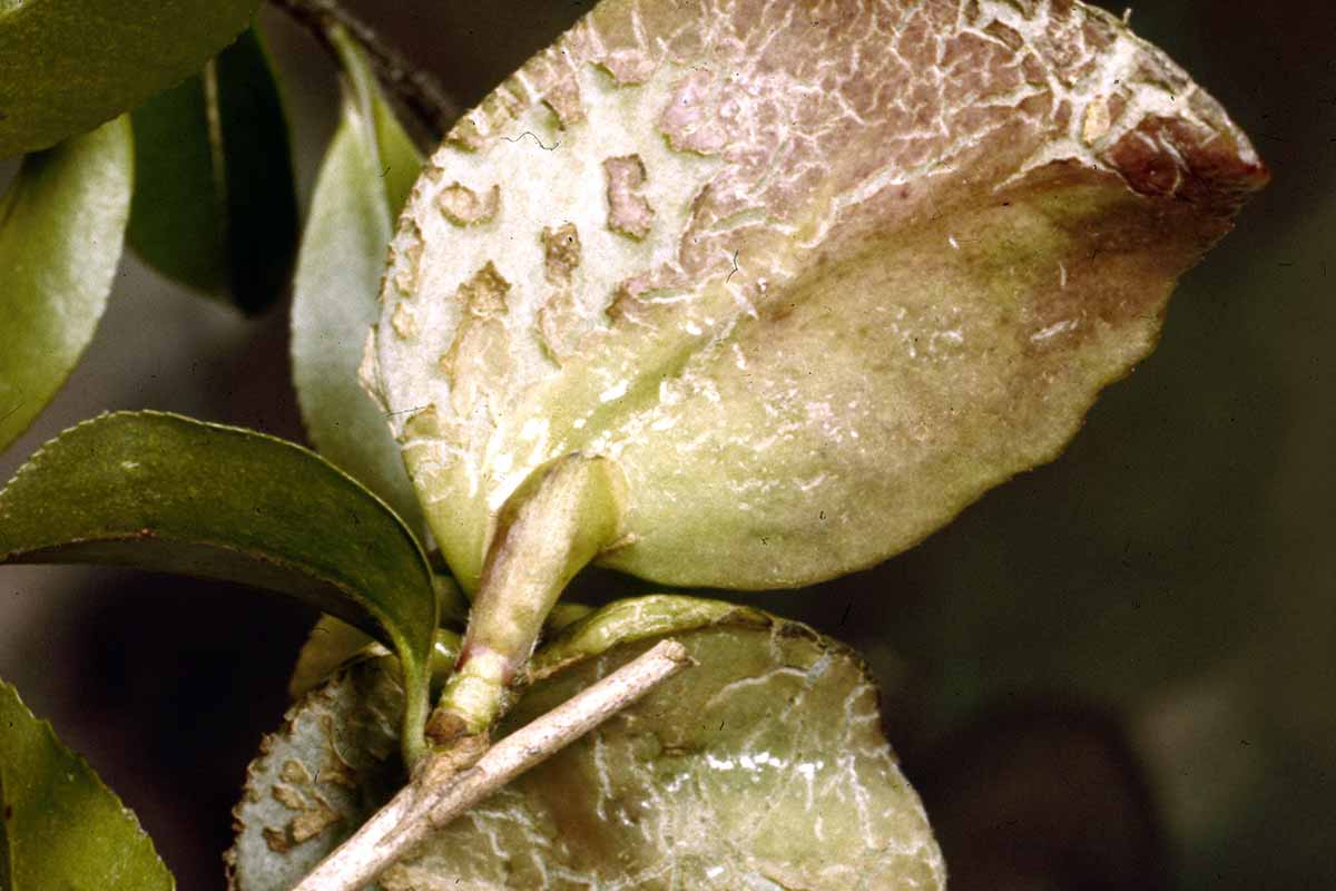 Una imagen horizontal de primer plano de la parte inferior de una hoja distorsionada, causada por el hongo Exobasidium camelliae.