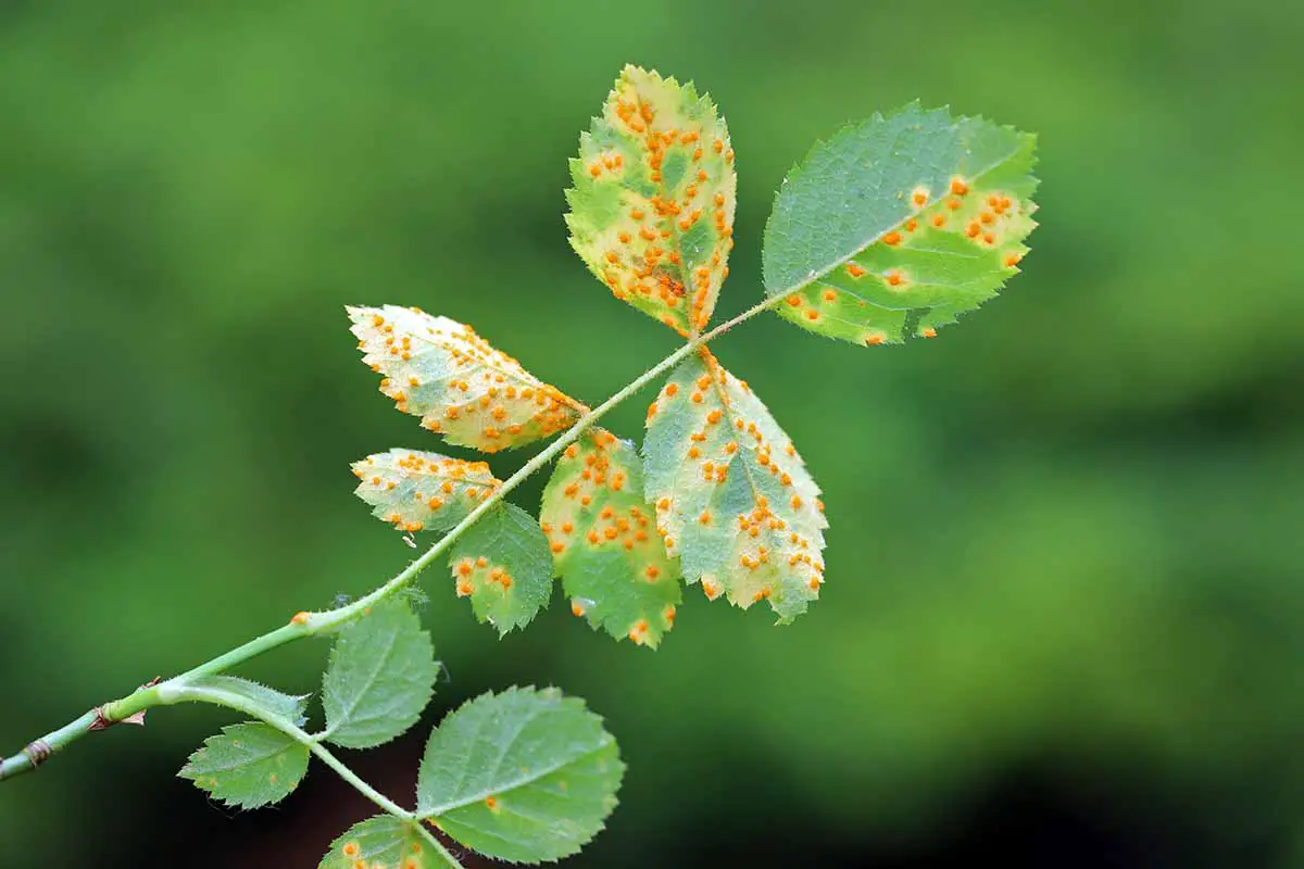 Una imagen horizontal de primer plano del follaje que muestra síntomas de óxido, una infección por hongos.