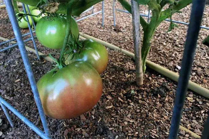 Un primer plano de los tomates que crecen en el jardín madurando gradualmente en la vid.