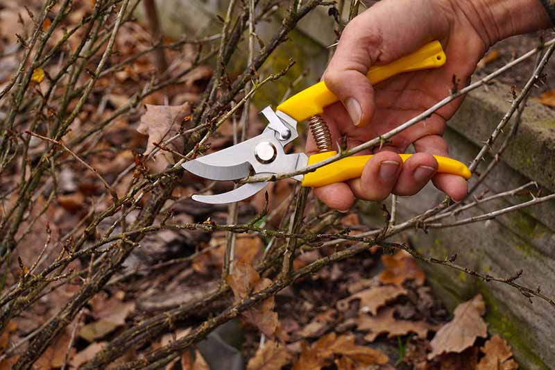 Una imagen horizontal de primer plano de una mano desde la derecha del marco que sostiene un par de tijeras de podar cortando tallos de un arbusto perenne en otoño.