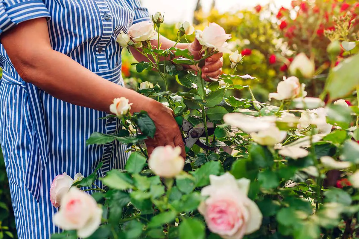 Una imagen horizontal de primer plano de un jardinero tomando esquejes de un arbusto de rosas con flores rosas.