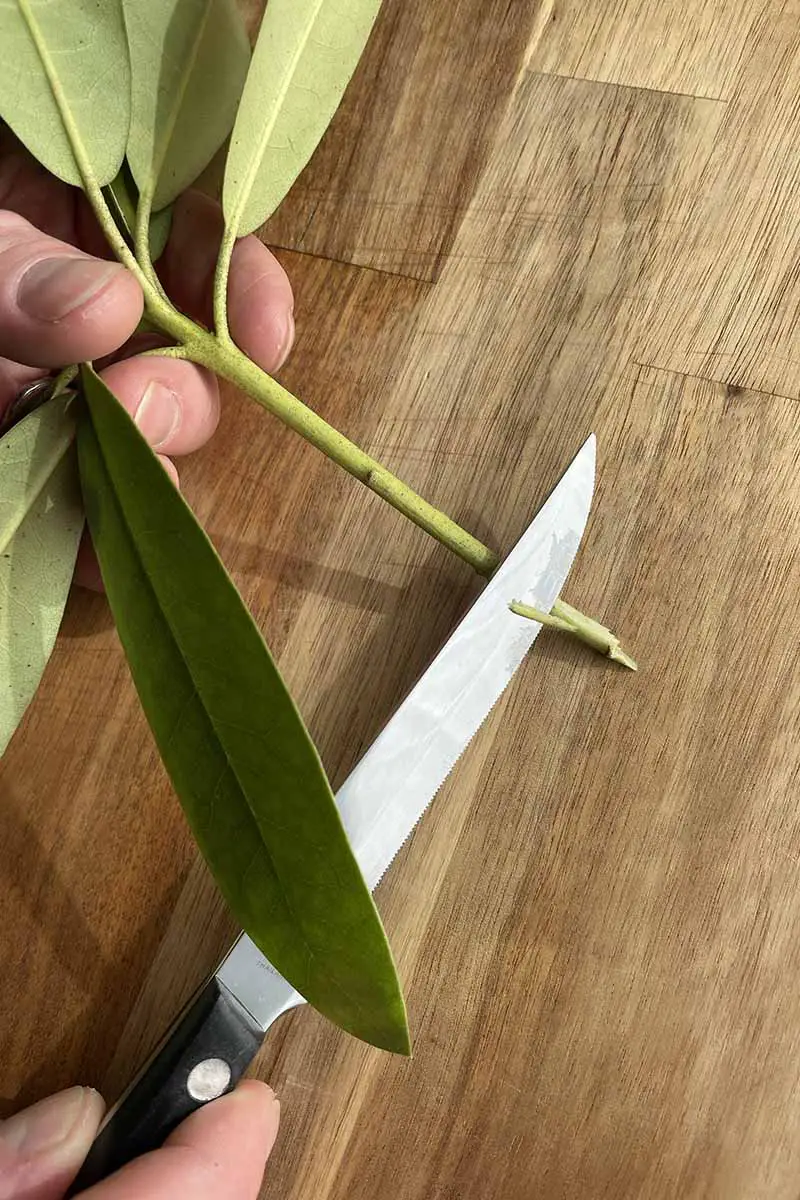 Una imagen vertical de primer plano de un corte de una planta de rododendro sobre una superficie de madera con un cuchillo que se usa para cortar el extremo.