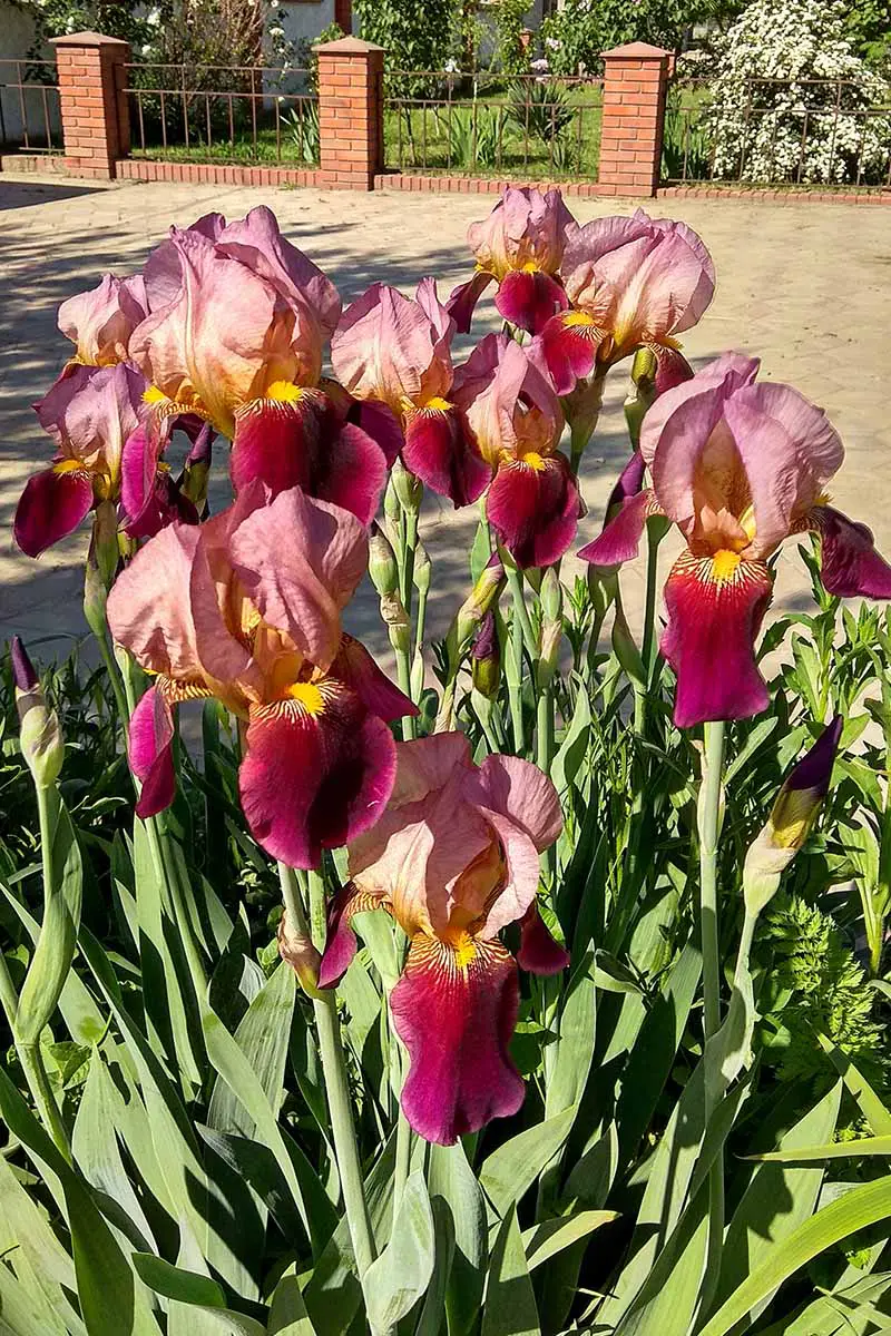 Una imagen vertical de primer plano de un grupo de dramáticos iris bicolores rojos y amarillos con barba alta que crecen en un borde de jardín junto a un camino pavimentado.