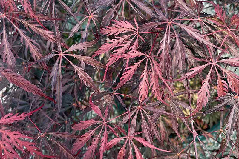 Una imagen horizontal de primer plano del follaje rojo profundamente lobulado del arce japonés disecado que crece en el jardín.