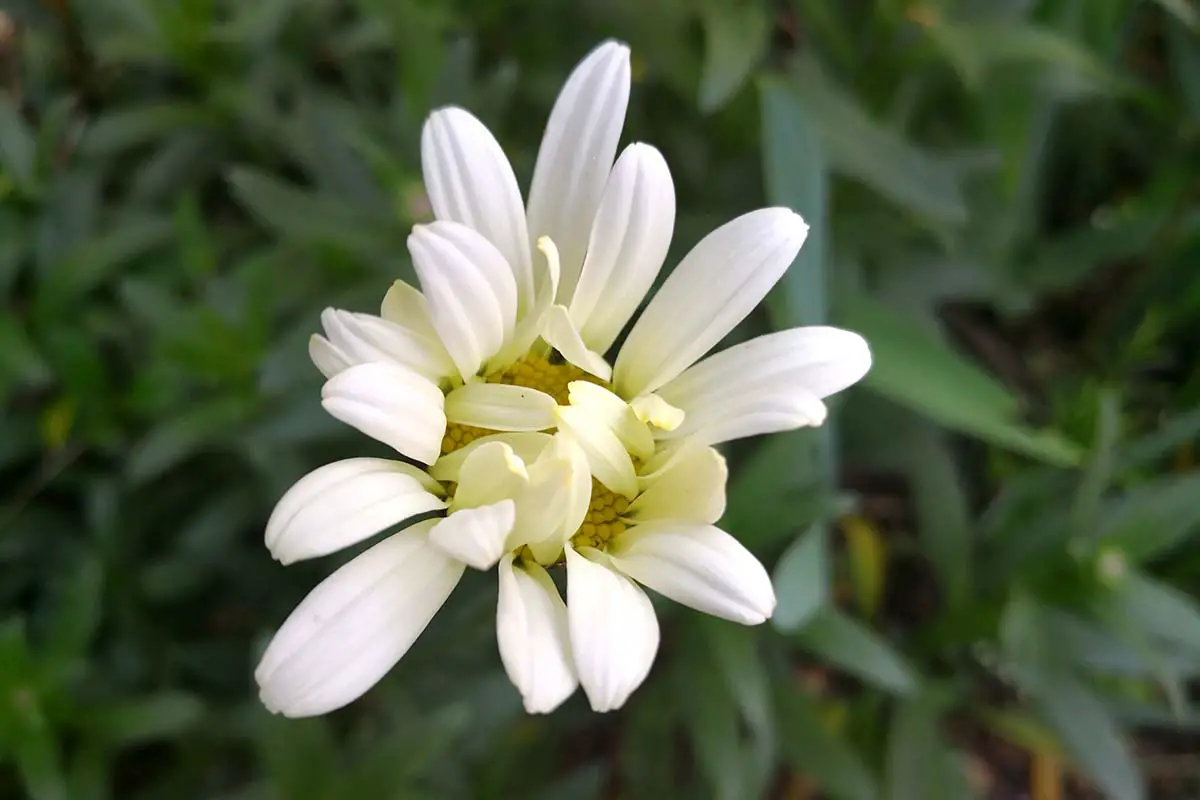 Una imagen horizontal de primer plano de una flor de crisantemo dálmata (Tanacetum cinerariifolium) medio abierta representada en un fondo de enfoque suave.