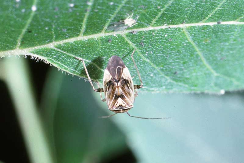 Una imagen horizontal de primer plano de un insecto de planta empañado en una hoja.