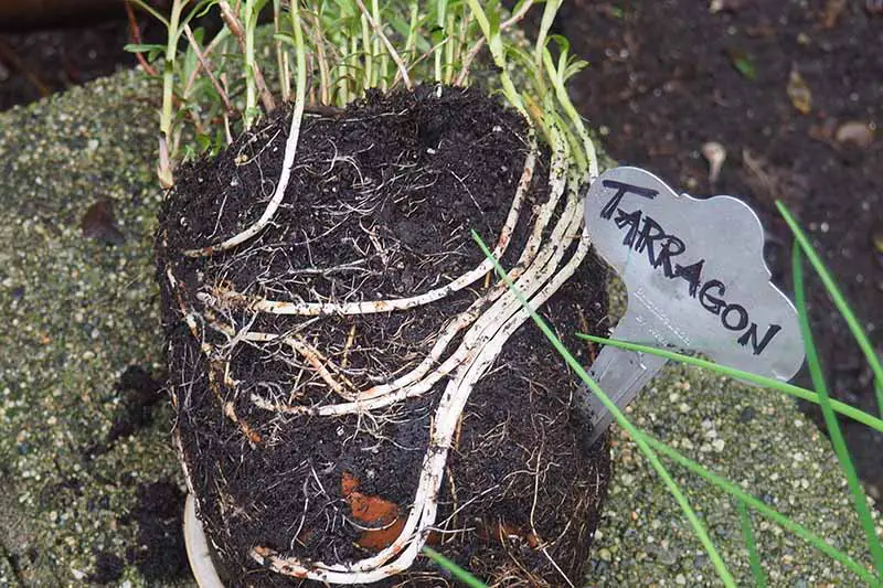 Una imagen horizontal de primer plano de una planta de estragón que se ha atado a la raíz.