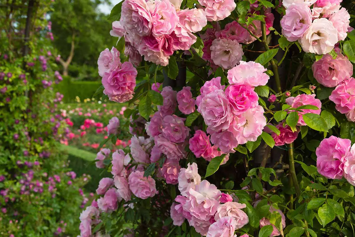 Un colorido jardín con rosas rosas 'Tausendshon' a la luz del sol.