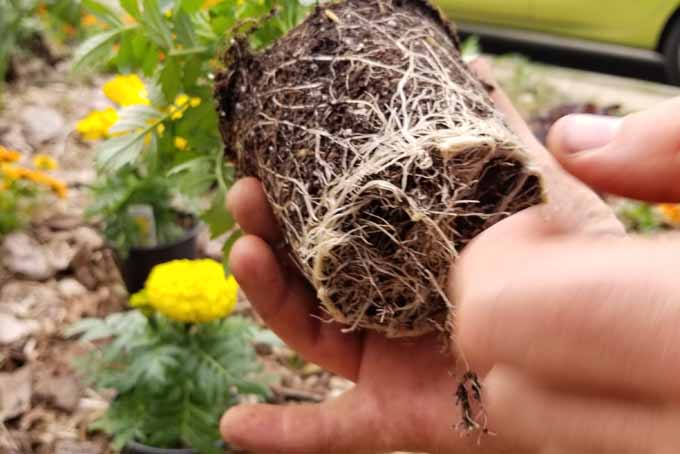 Una mano humana arranca las raíces de una planta de caléndula previamente en maceta y ceñida.