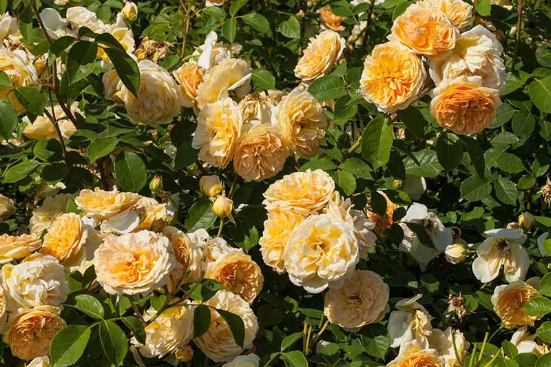 Una imagen horizontal de primer plano de rosas amarillas brillantes 'Teasing Georgia' que crecen en el jardín fotografiadas bajo el sol brillante.