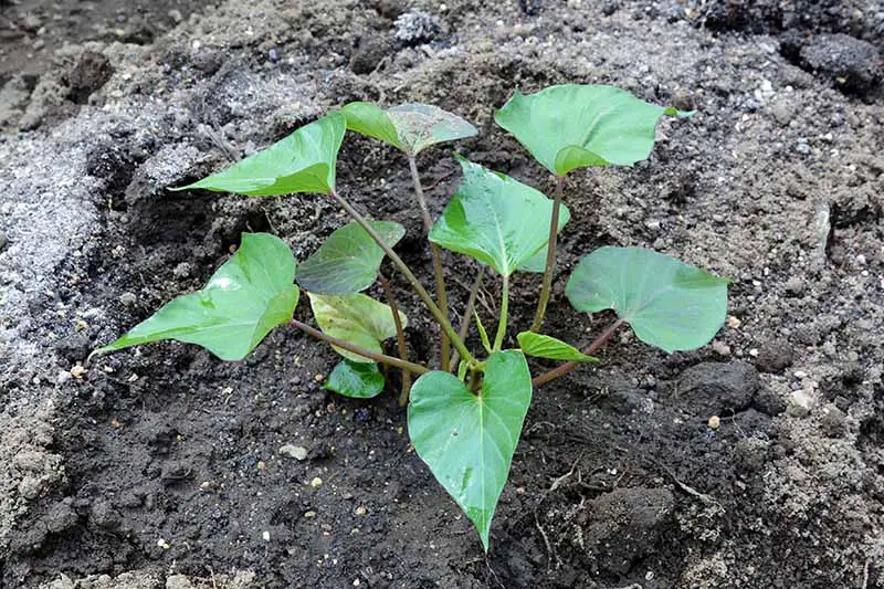 Una pequeña planta verde de Ipomea batatas con once hojas de diferentes tamaños, que crece en un suelo marrón oscuro húmedo alrededor de la base de la planta.