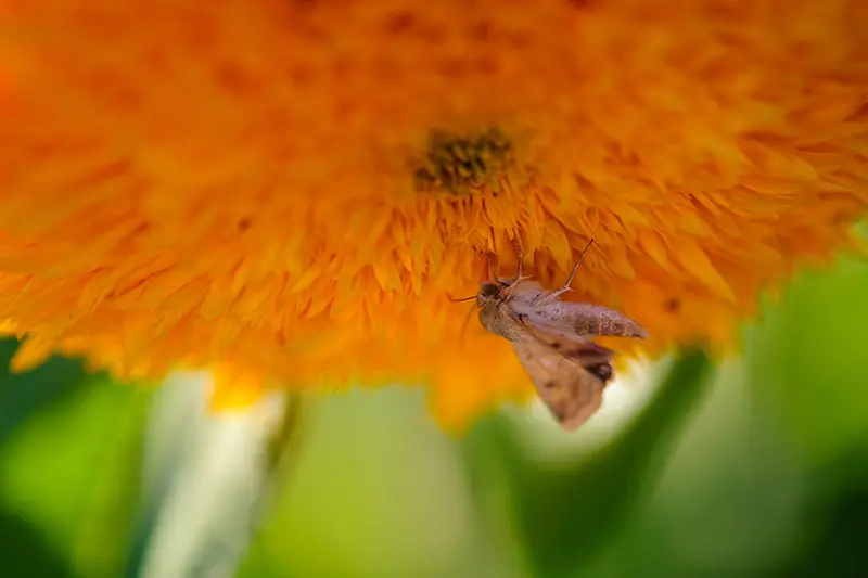 Una imagen horizontal de primer plano de un pequeño insecto que se alimenta de una flor amarilla brillante representada en un fondo verde de enfoque suave.