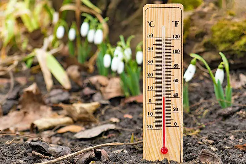 Un termómetro de suelo de madera, en el suelo, que muestra una temperatura de 40 °F.  Suelo y plántulas en un fondo de enfoque suave.
