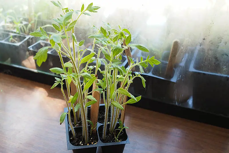 Un primer plano de cuatro plantas jóvenes en macetas de plástico con más plantas en un terrario en el fondo con un enfoque suave.