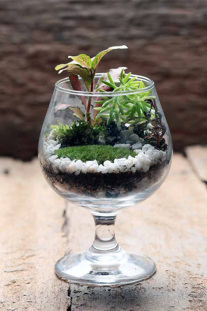 Obtenga instrucciones y consejos de nuestro experto sobre cómo crear un paisaje en miniatura en un terrario de vidrio: 