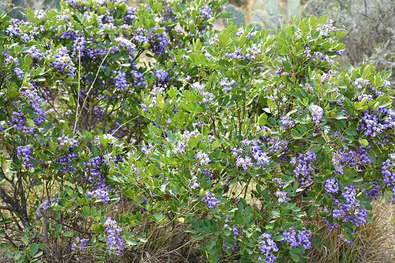 Un arbusto de laurel de montaña de Texas que crece en el jardín con flores violetas brillantes que contrastan con el follaje verde a la luz del sol en un fondo de enfoque suave.