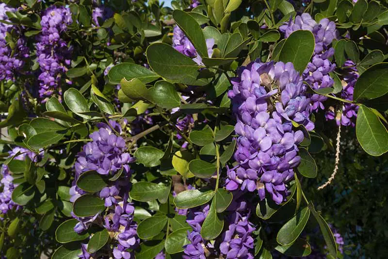 Un primer plano de las flores de color púrpura brillante del arbusto Dermatophyllum secundiflorum, las flores contrastan con las hojas de color verde oscuro a la luz del sol.
