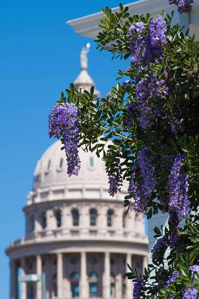 Una imagen vertical de un arbusto de laurel de montaña de Texas que crece al costado de un edificio bajo un sol brillante.  En el fondo hay un gran edificio blanco con techo de cúpula en un enfoque suave con cielo azul.