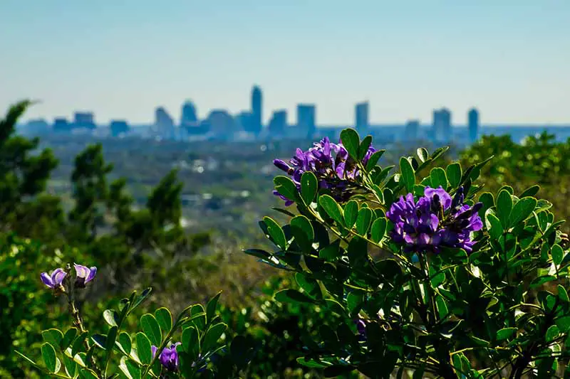 Un arbusto de laurel de montaña de Texas, con flores violetas y follaje verde brillante bajo el sol brillante en un parque de la ciudad con los edificios en un enfoque suave en el fondo.