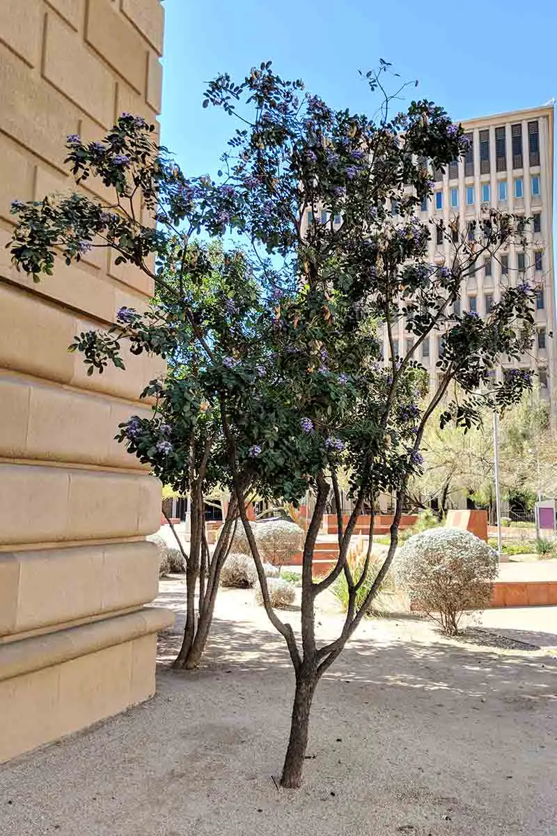 Un arbusto de laurel de montaña de Texas podado en forma de árbol, plantado en un área urbana rodeada de edificios y otros pequeños arbustos bajo un sol brillante.