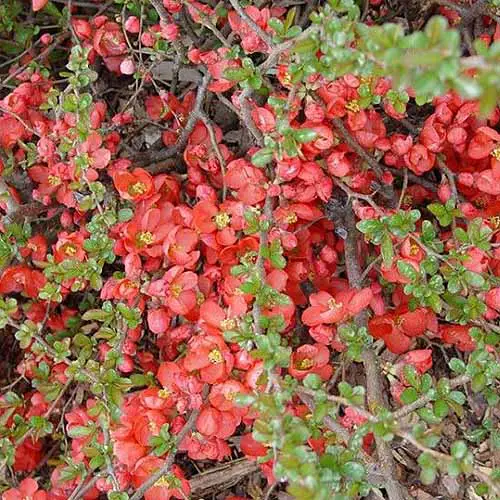 Una imagen cuadrada de cerca de Chaenomeles japonica 'Texas Scarlet' con flores de color rojo brillante que crecen en el jardín.