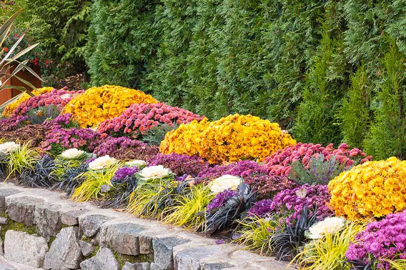 Un seto de coníferas de color verde brillante con plantaciones ordenadas de flores amarillas, rosadas y moradas, intercaladas con césped ornamental y repollo decorativo.  En primer plano hay un muro bajo de piedra.