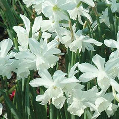 Una imagen cuadrada de primer plano de las delicadas flores blancas de la variedad de narcisos 'Thalia' que crecen en el jardín.