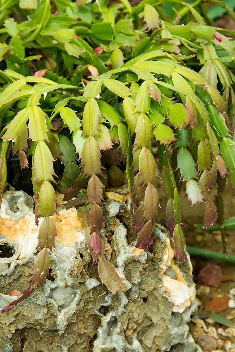Una imagen vertical de cerca de una planta de Schlumbergera que crece al aire libre en un entorno rocoso.
