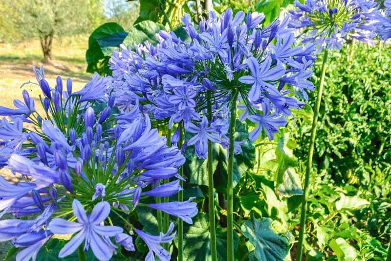 Una imagen horizontal de primer plano de flores azules brillantes que crecen en el jardín representadas a la luz del sol en un fondo de enfoque suave.