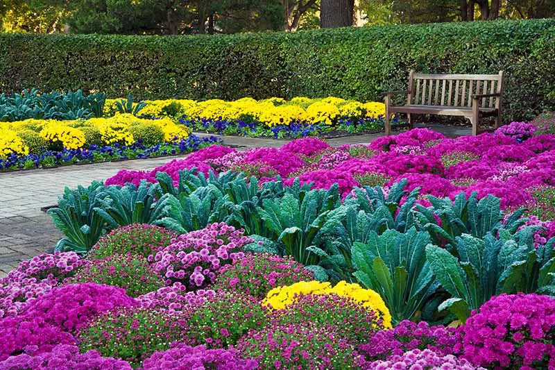 Imagen horizontal de crisantemos rosados, morados y amarillos de colores brillantes y col verde azulada, con un banco de jardín y un camino, y setos verdes bien cuidados en el fondo.