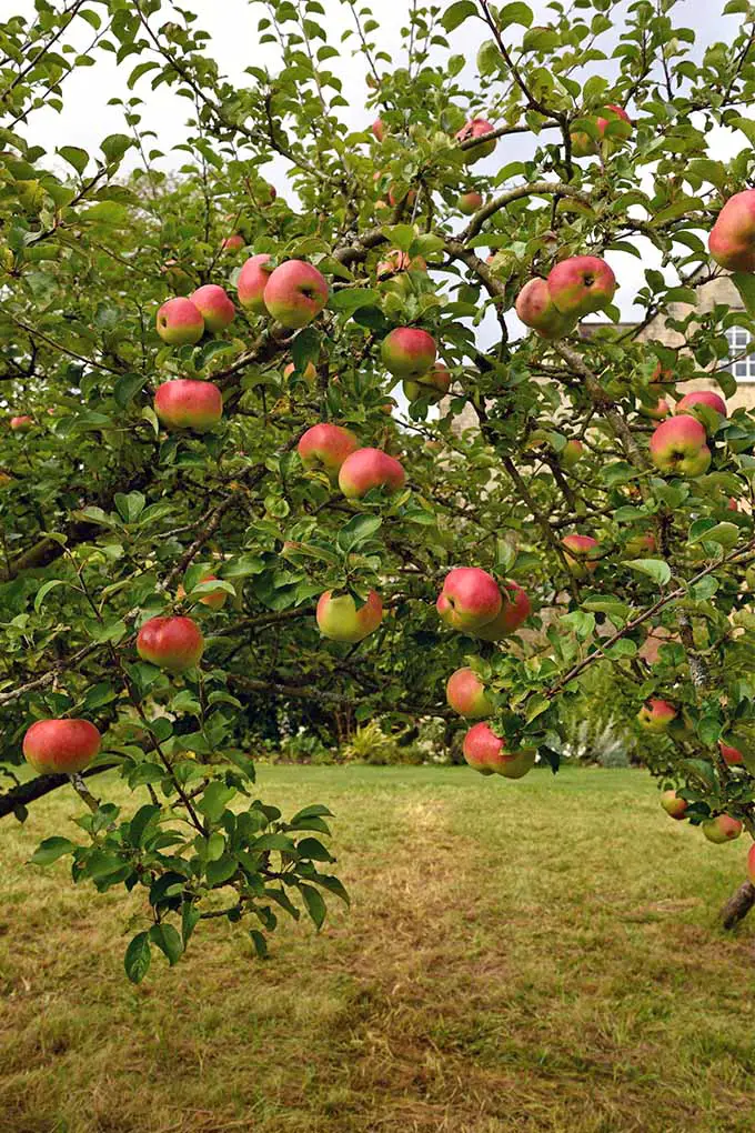 Imagen vertical de manzanas rojas que crecen en una rama de un árbol con hojas verdes, con un césped marrón y verde irregular.