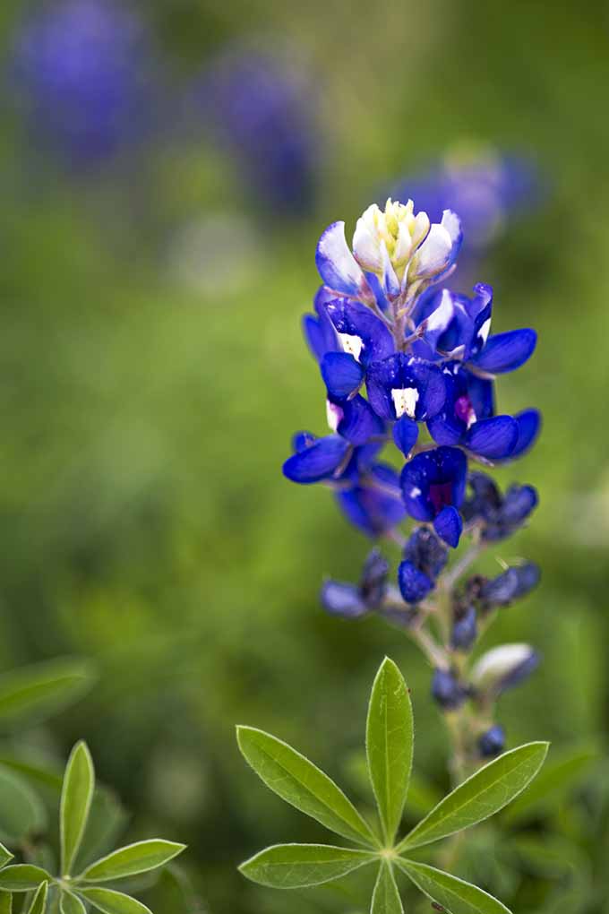 Un hermoso y llamativo azul, el bluebonnet de Texas será una hermosa adición a su jardín.  Echa un vistazo a nuestros verdaderos favoritos azules: 